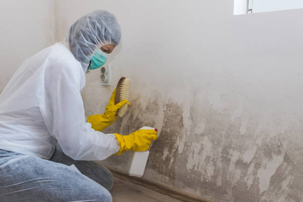 Why You Should Choose Our Mold Remediation Services in Chapel Hill, TN