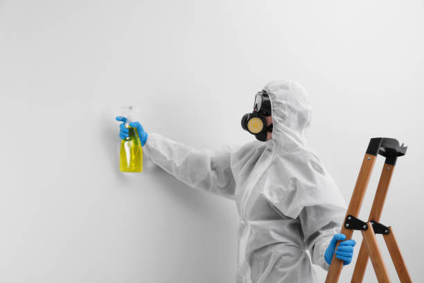 Best Basement Mold Removal  in Chapel Hill, TN