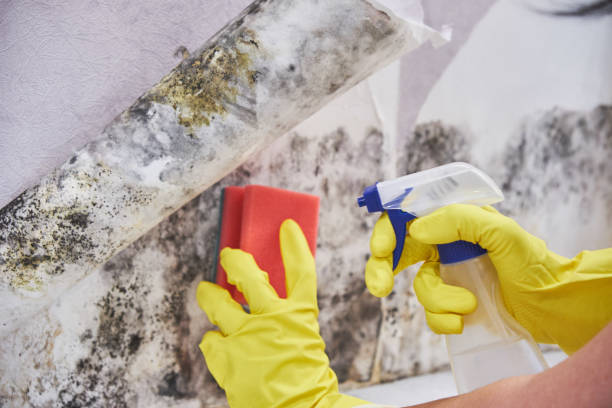 Mold Remediation for Vacation Homes in Chapel Hill, TN